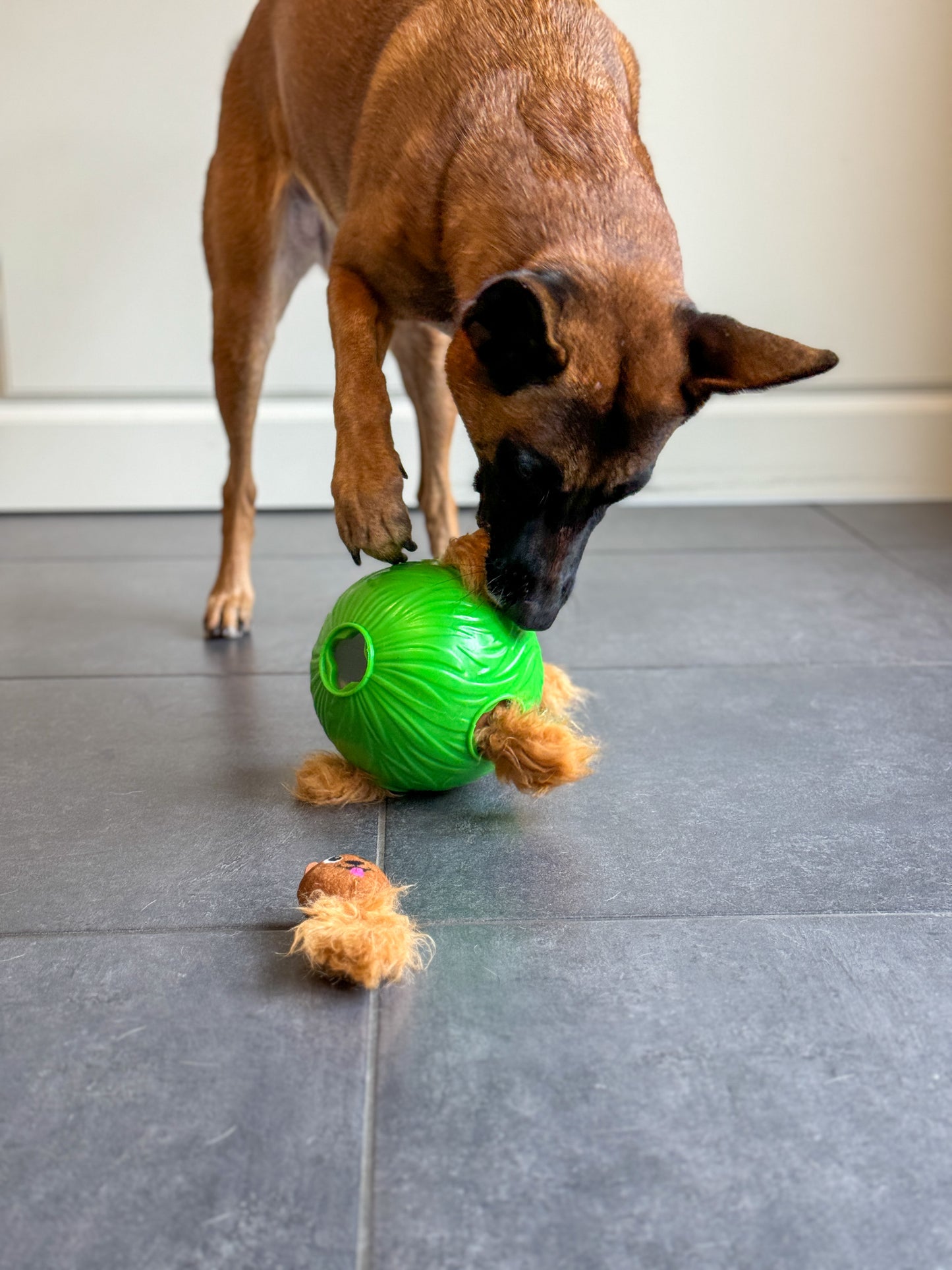 Intelligentspielzeug für Hunde /Dog Snuffle N Treat, Level 1-2