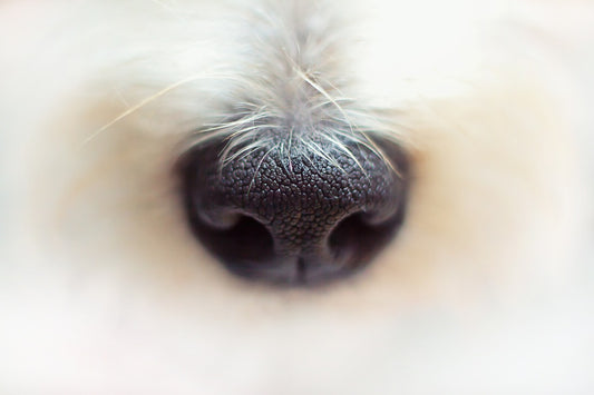 Titel: Die faszinierenden Sinnesleistungen von Hunden: Ein Blick in ihre Welt