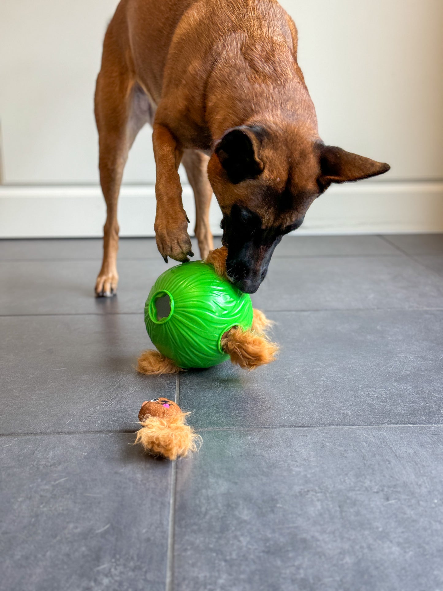 Intelligentspielzeug für Hunde /Dog Snuffle N Treat,  Level 1-2